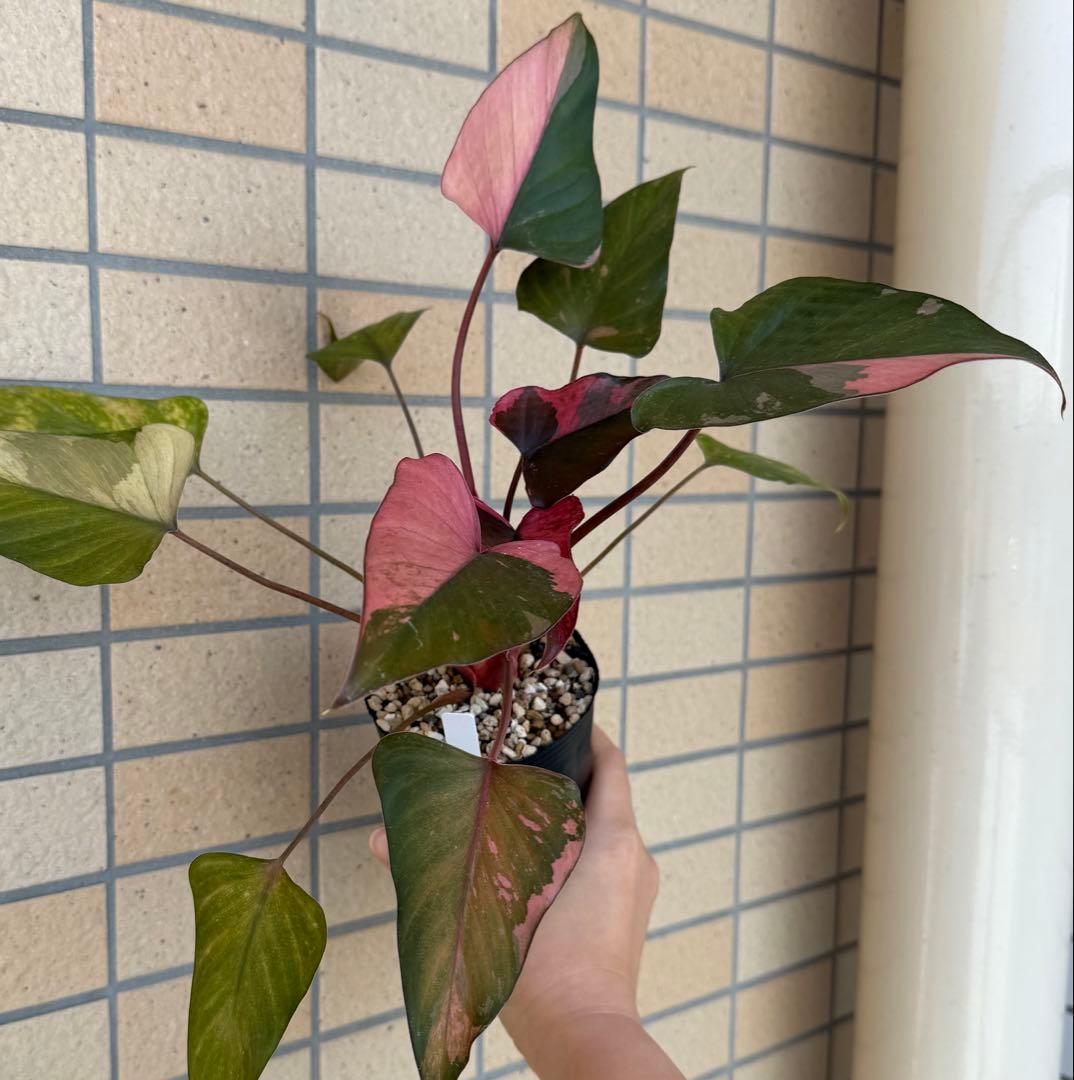 一時的に値下げ中希少　ホマロメナ　ピンクダイヤモンド　大型美株　鉢ごとメルカリ便