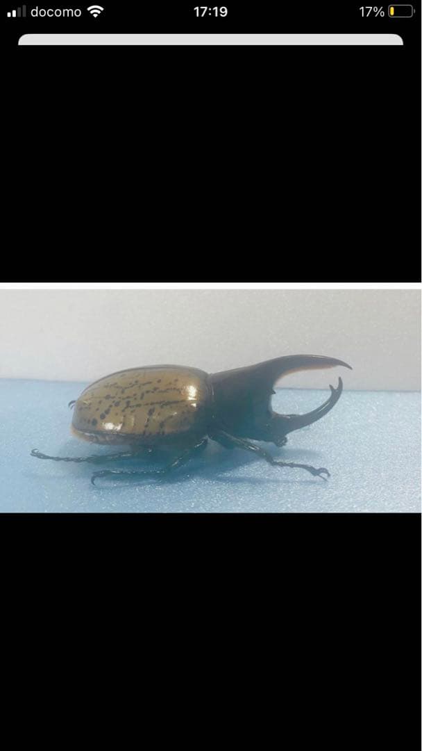 モロンシロカブト♂野外標本