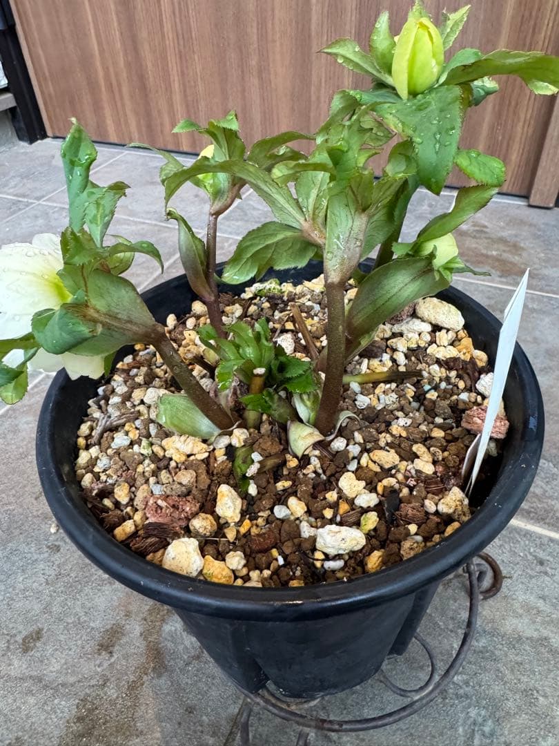 クリスマスローズ　グロッシーカラーDD