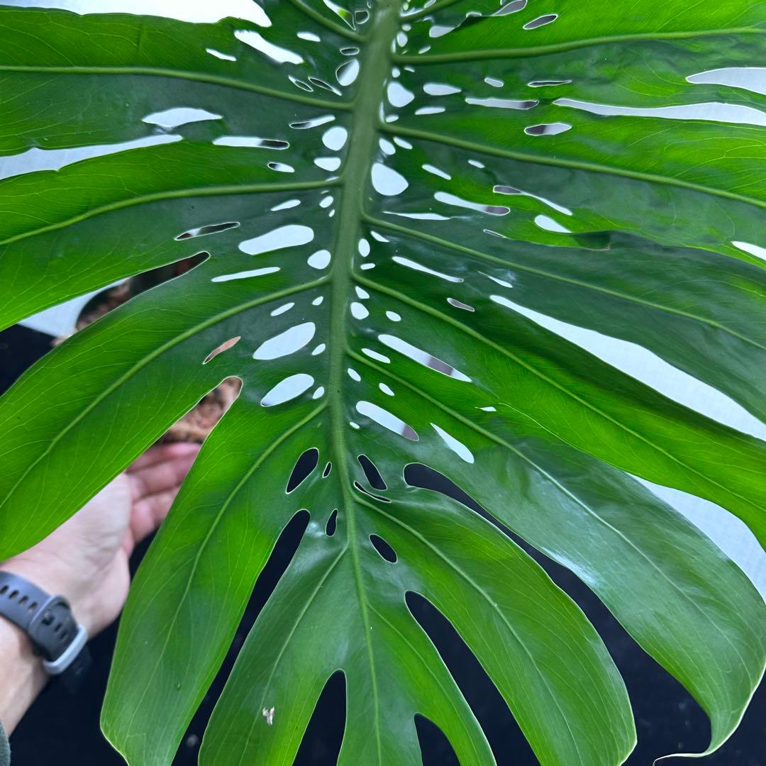 k*u様 モンステラデリシオーサマクロコズム超希少系統鉢植え