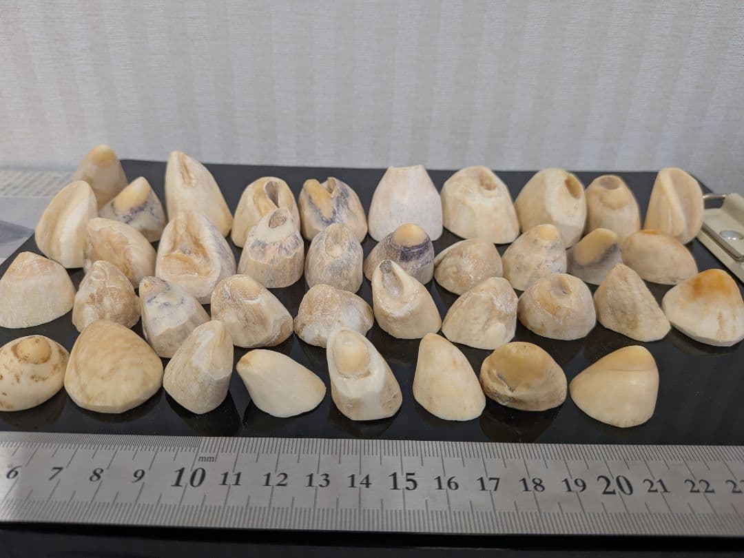 マッコウ鯨歯　本歯先小サイズ