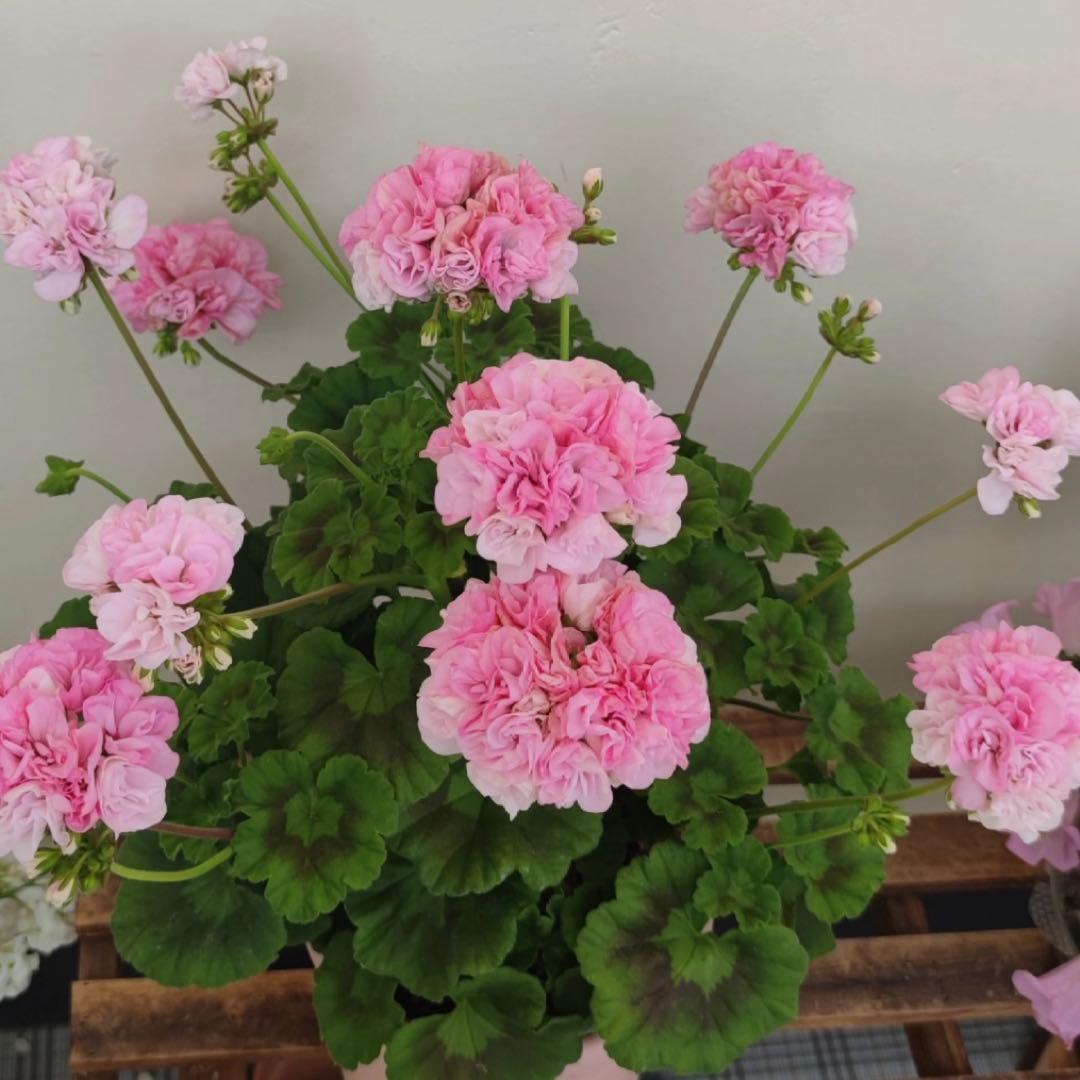 リピーター割引　日本初海外品種ゼラニウム　希少品種ゼラニウムR