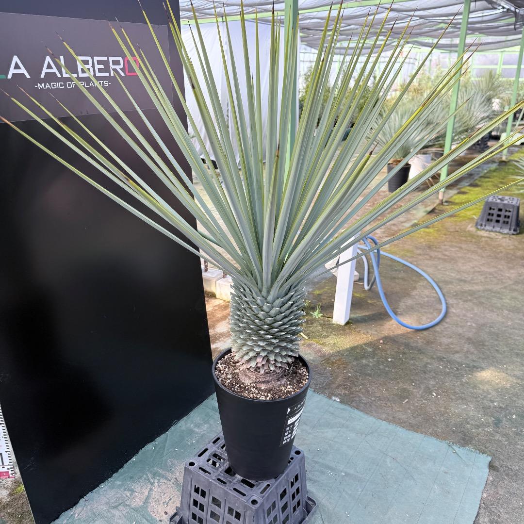 【AL1171】ユッカ　リギダ