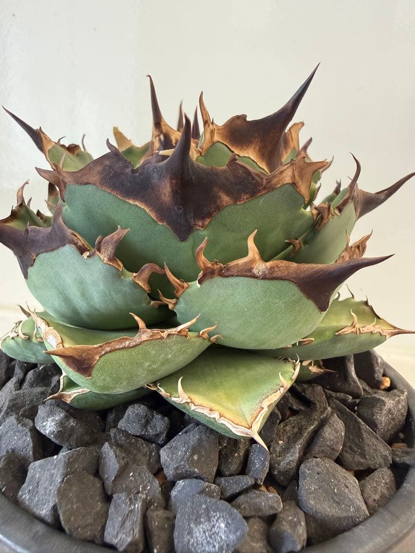 キングアーサー　親株（Mr叢産）オテロイ　アガベ