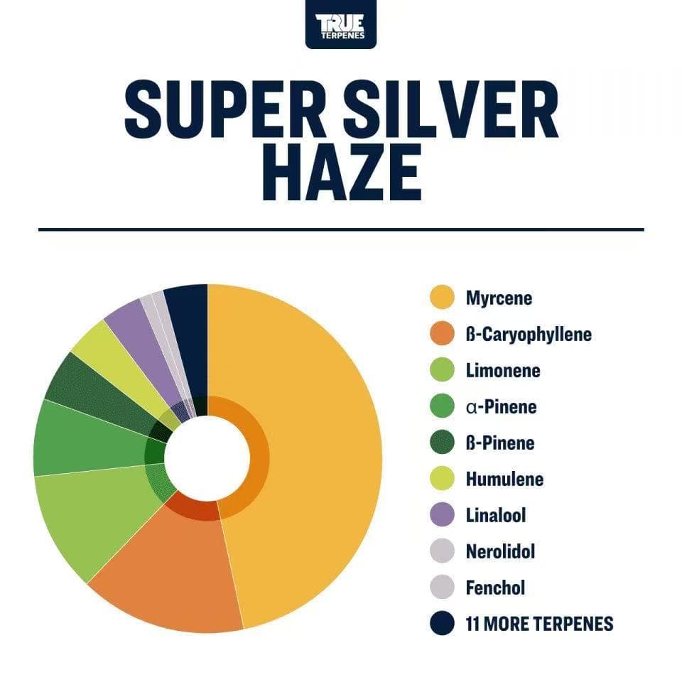 TRUE テルペン CBD CBN CBG 10ml スーパーシルバーヘイズ