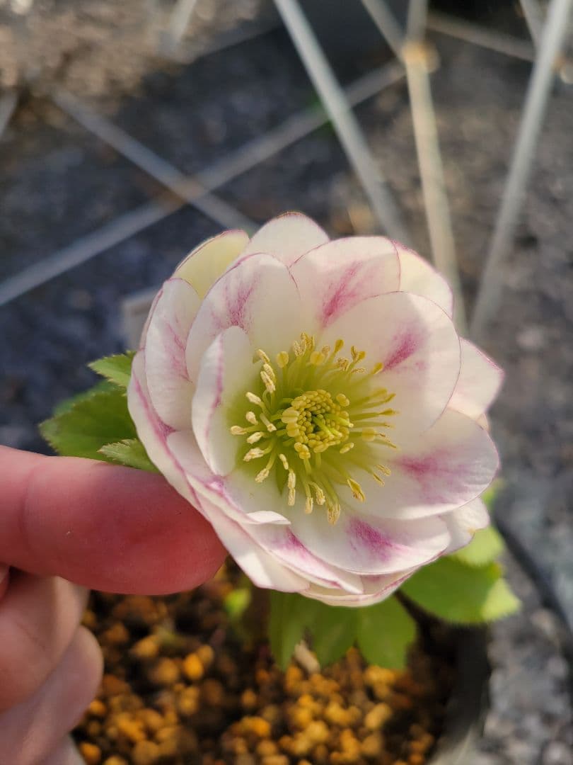 プリマヴェーラ　加藤農園