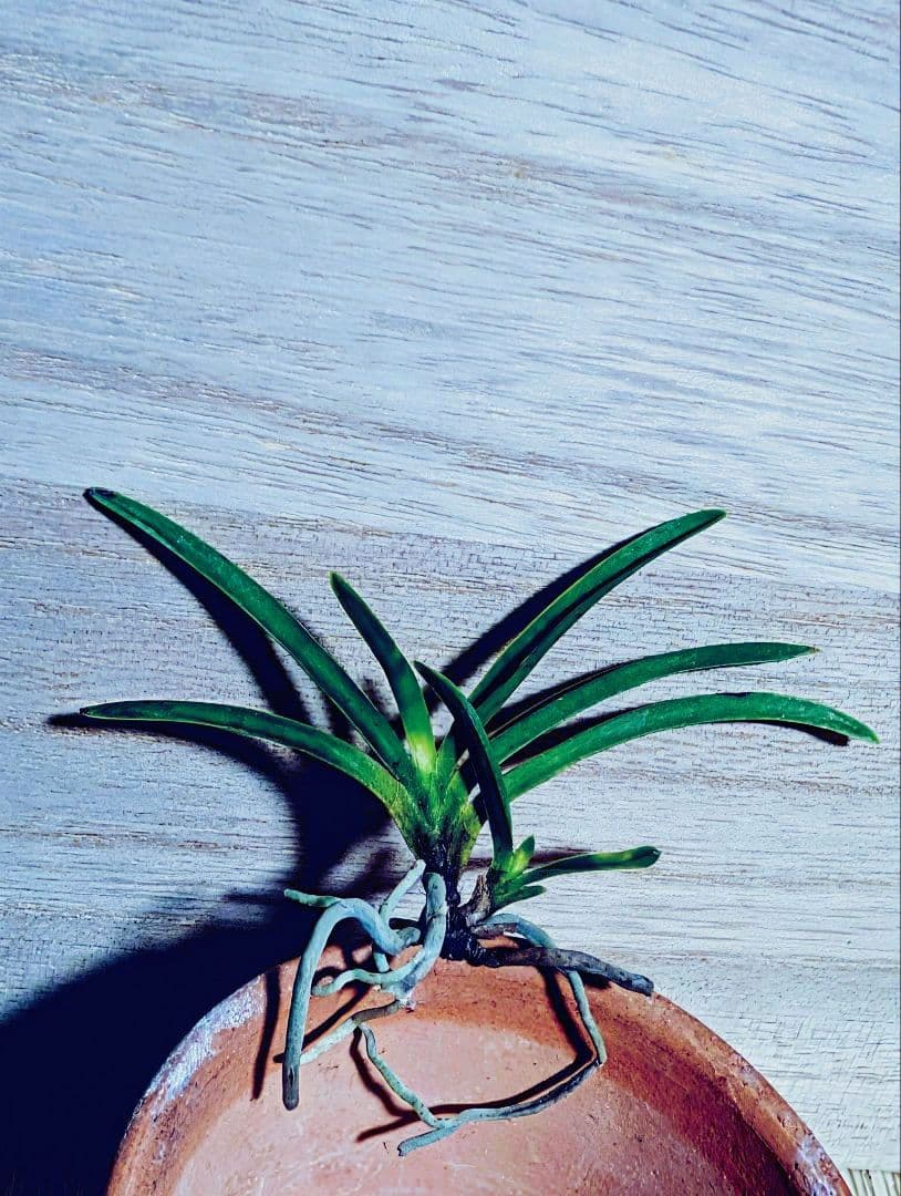 富貴蘭　金牡丹