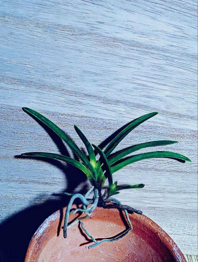 富貴蘭　金牡丹