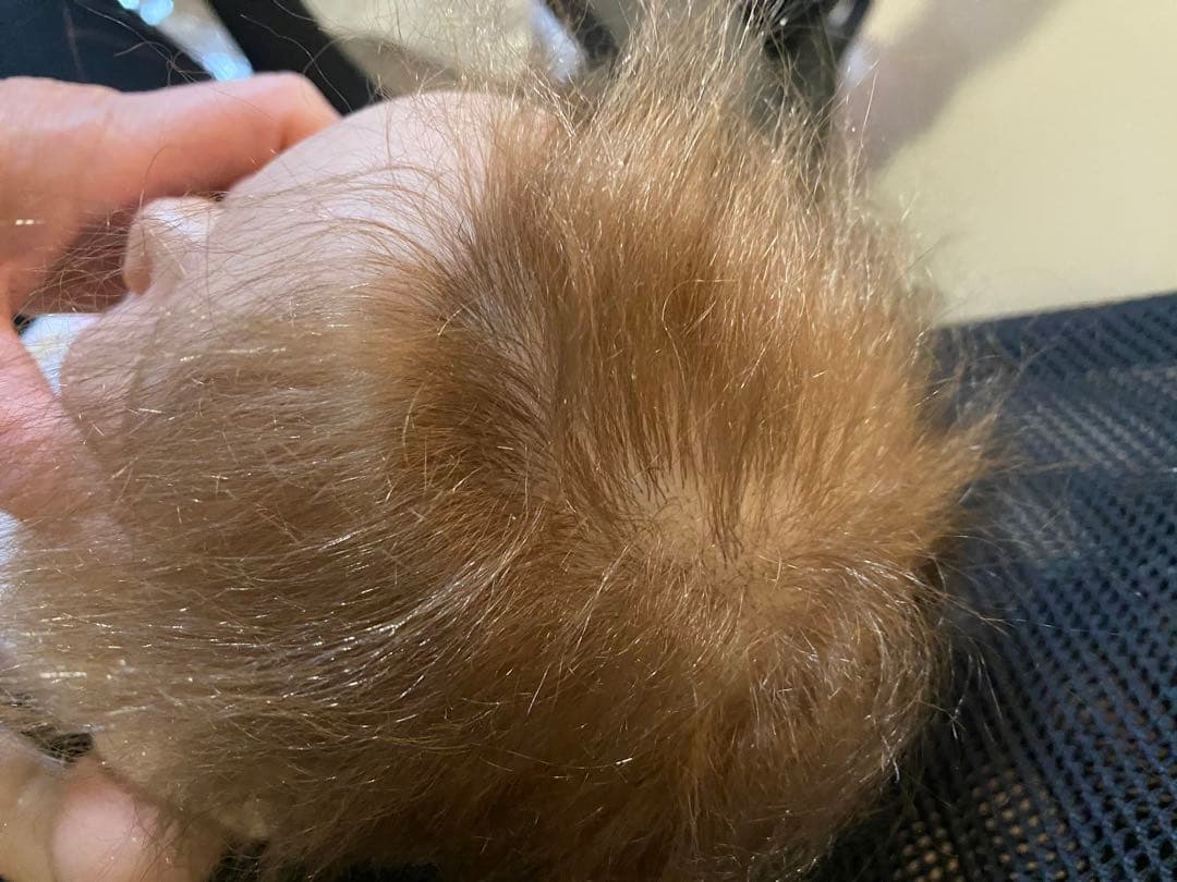 最終お値下げ売り切り　リボーンドール　中古