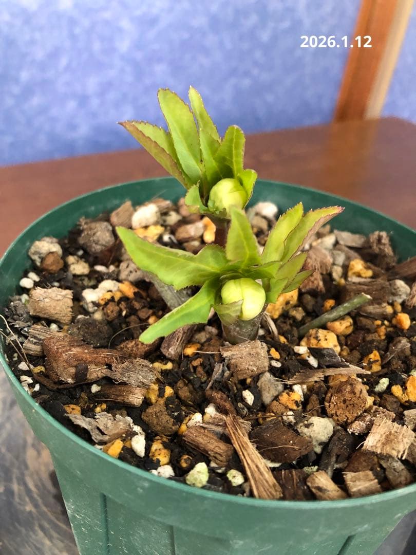 クリスマスローズ　原種　リグリクス①