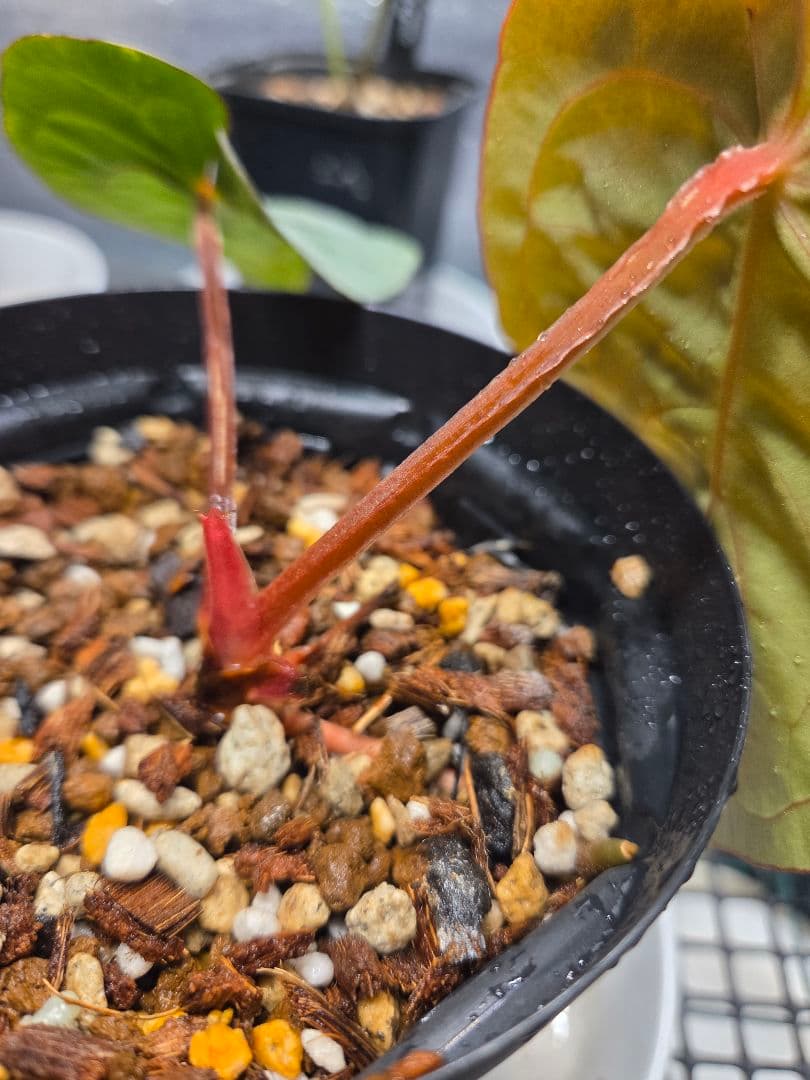 ク*ン様 anthurium　dressleri　darkcroat　ドレスレリ