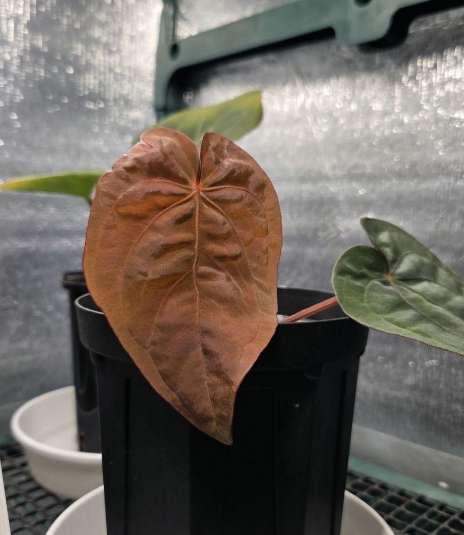 ク*ン様 anthurium　dressleri　darkcroat　ドレスレリ