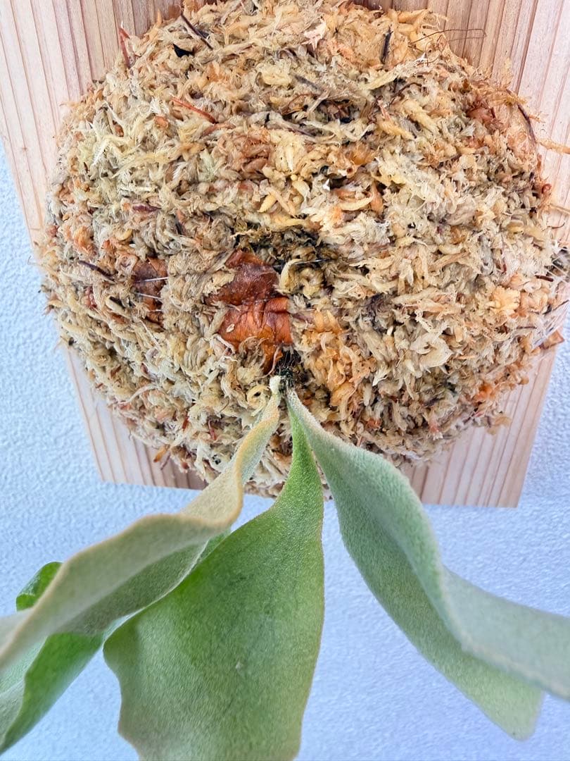 けー　ビカクシダ　ミックススポア1点