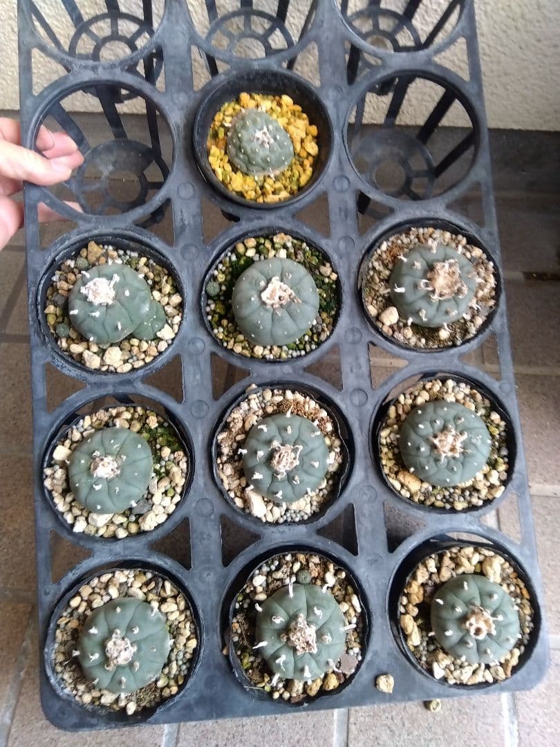 専用同梱価格　烏羽玉10株鉢つき　3号サイズ