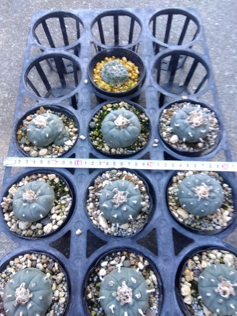 専用同梱価格　烏羽玉10株鉢つき　3号サイズ