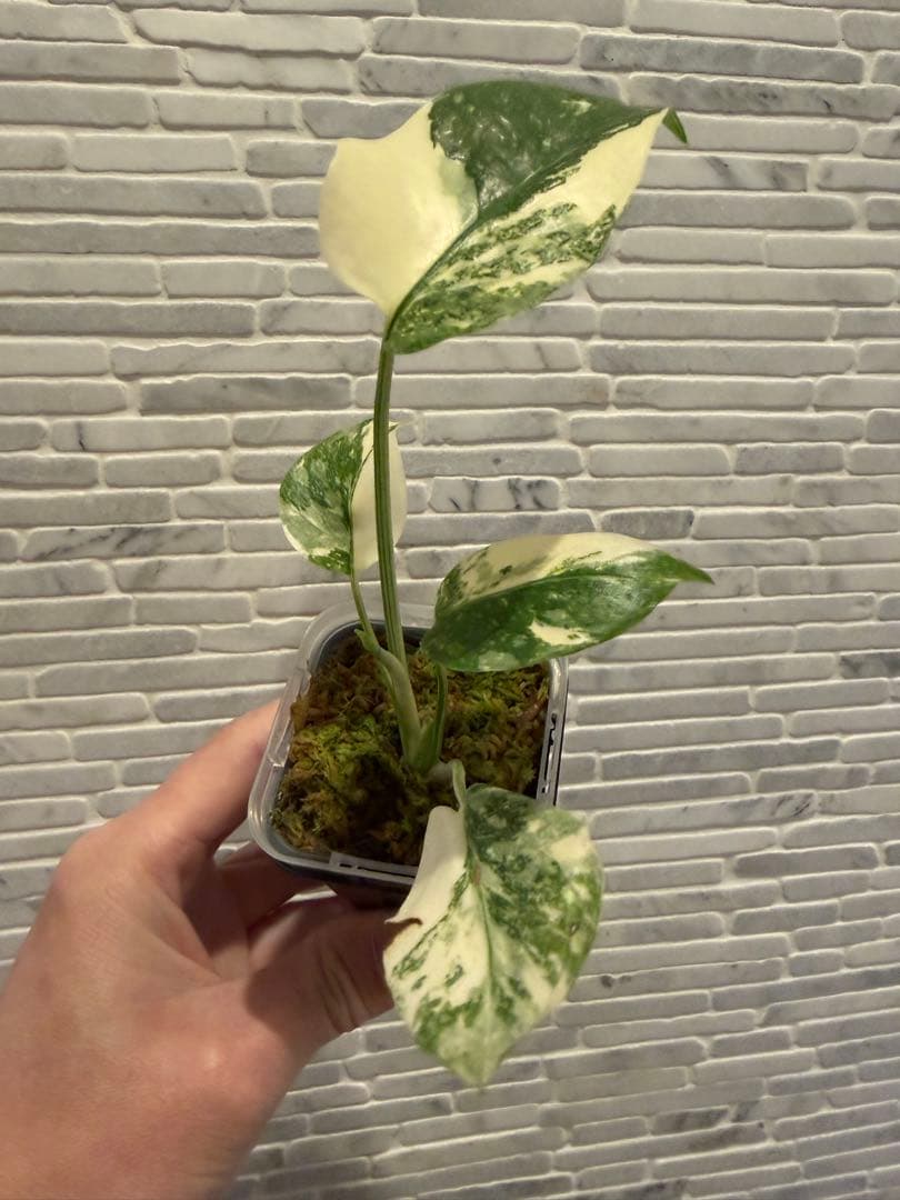 モンステラ レガシー　斑入り