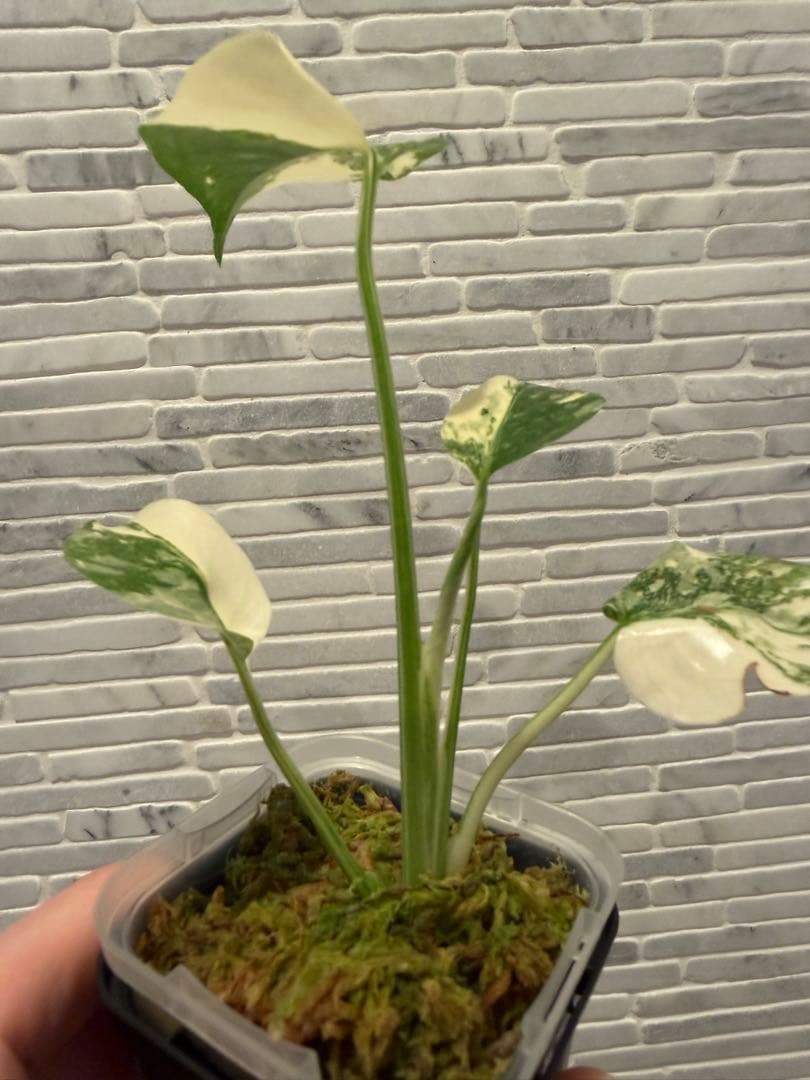 モンステラ レガシー　斑入り