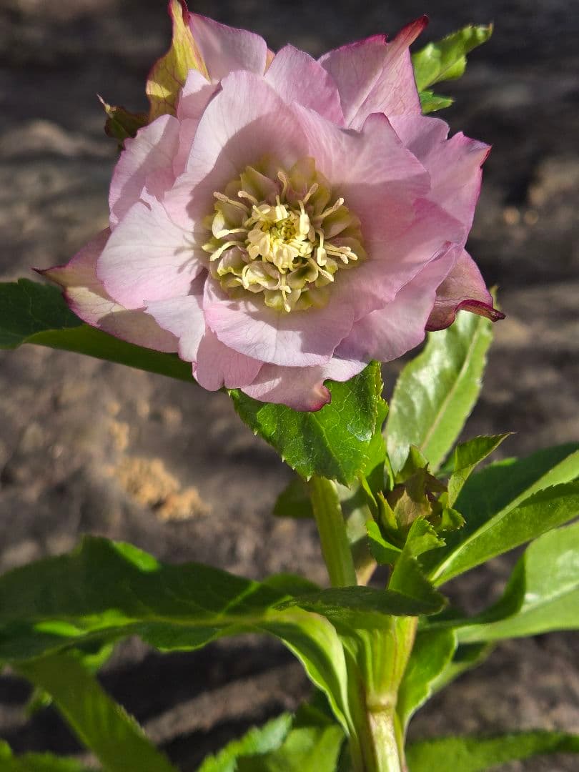 クリスマスローズ　シャルウィダンス　若泉ファーム　ヒデコート