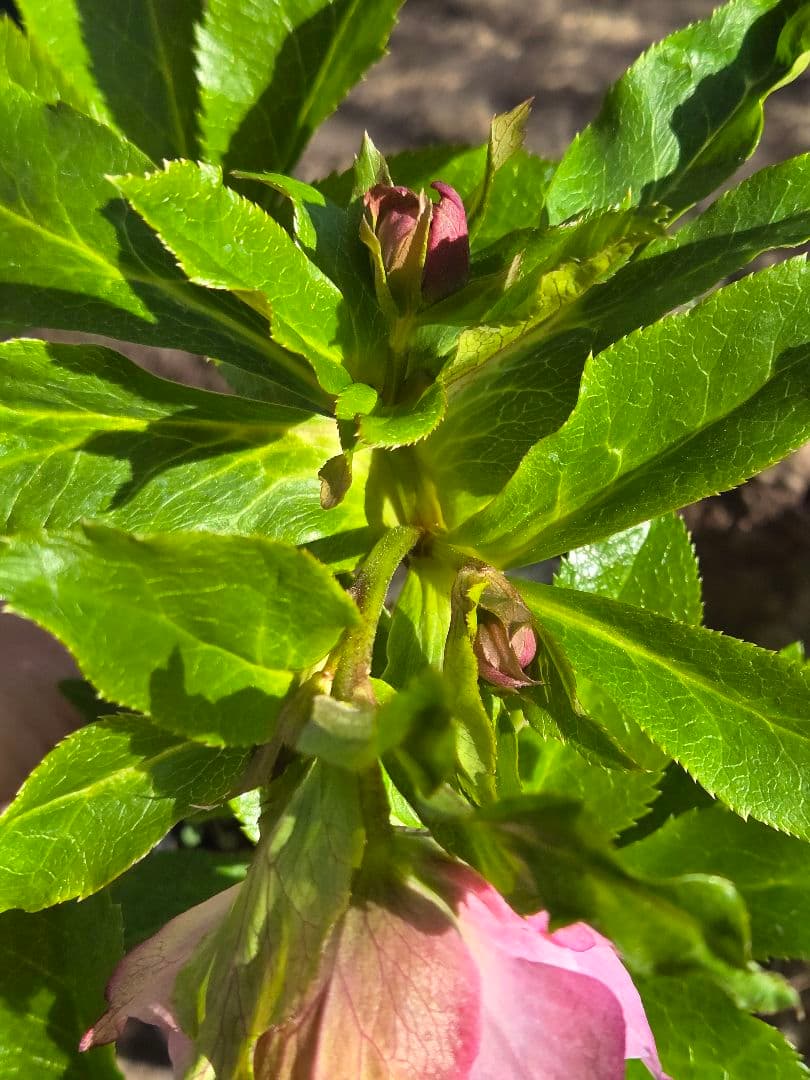 クリスマスローズ　シャルウィダンス　若泉ファーム　ヒデコート