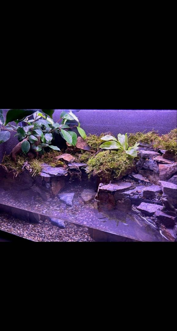 水の流れる滝テラリウム水槽　60サイズ　ガジュマル