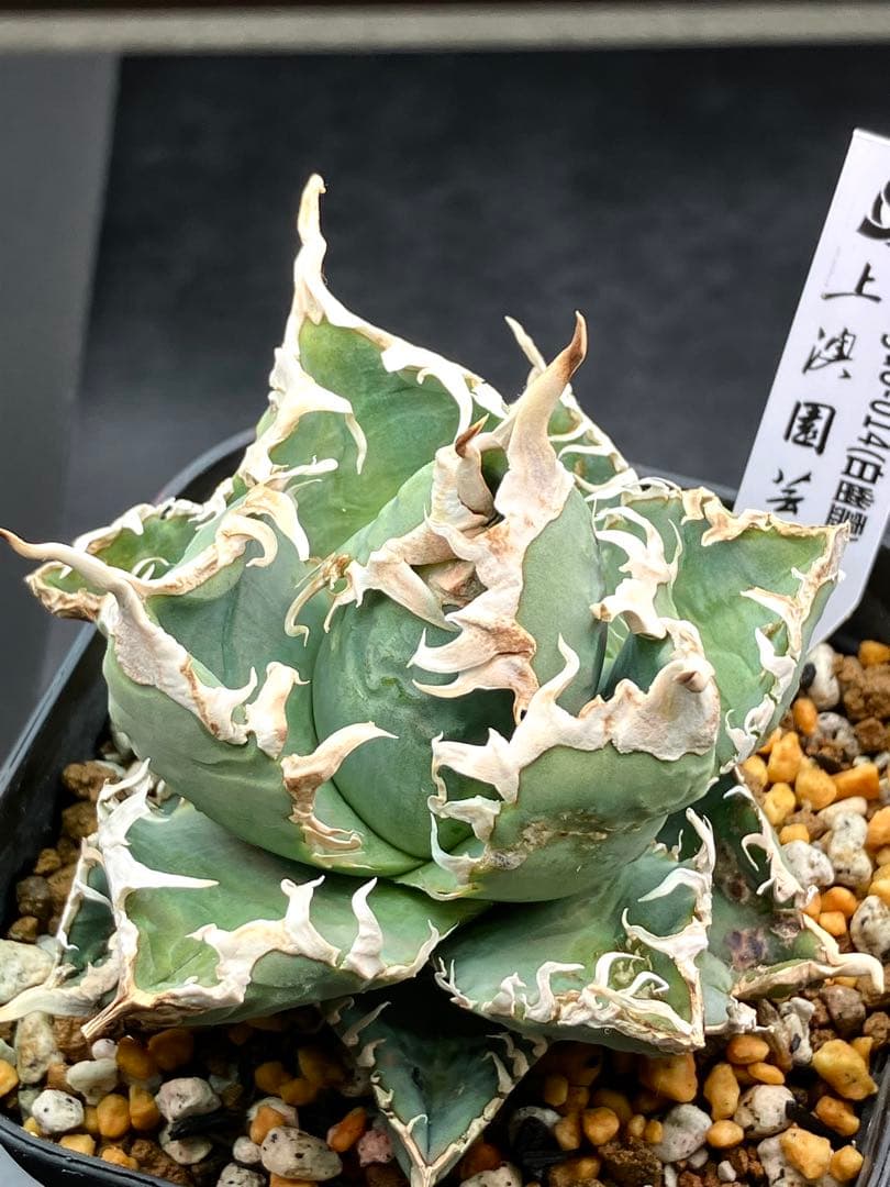 アガべチタノタ 白幽霊【上澳園芸】親株タグ付き　【美品】