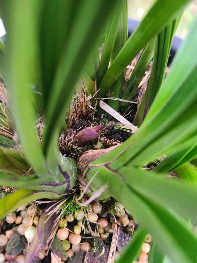 その他観葉植物 cozy