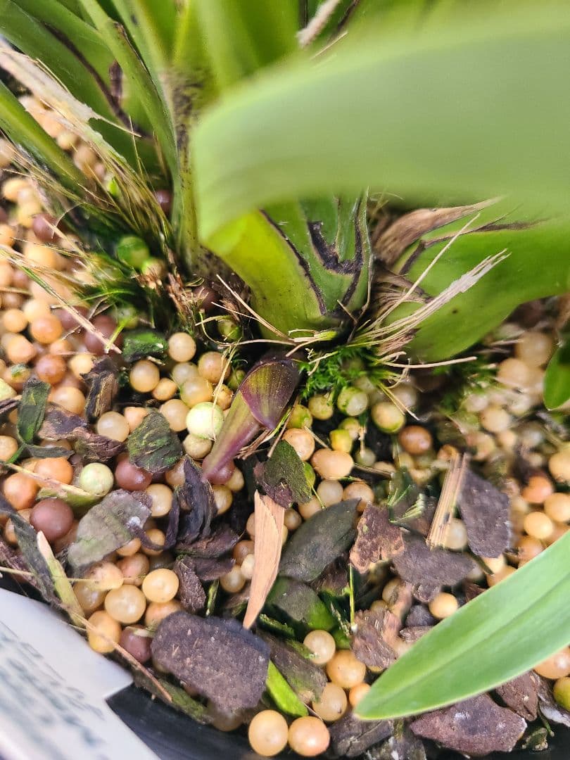 その他観葉植物 cozy