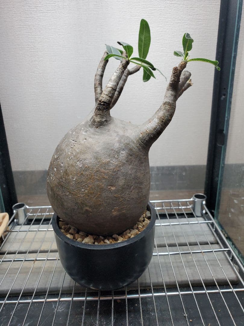 Pachypodium gracilius グラキリス まん丸良型 【発根済み】