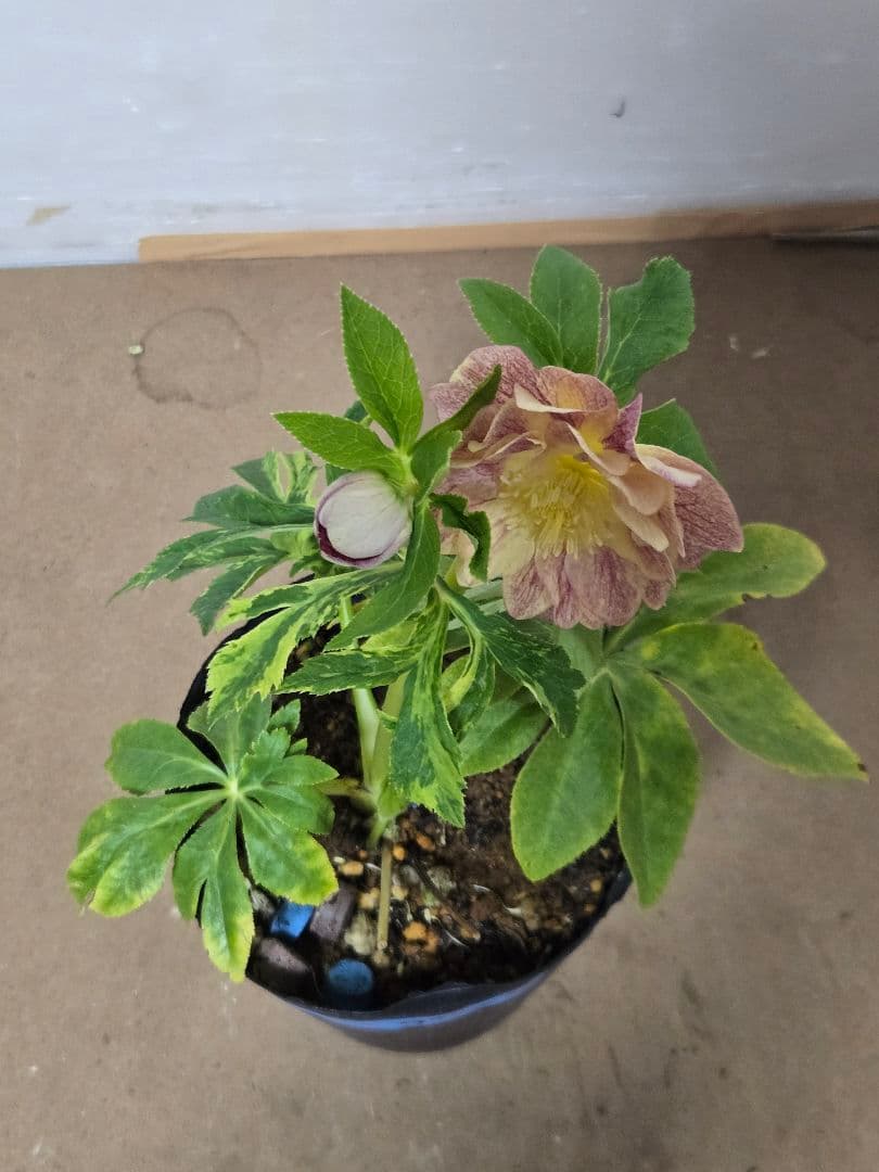 m*n様 ☆クリスマスローズ☆ダブル　ゴールド☆5号ポット☆