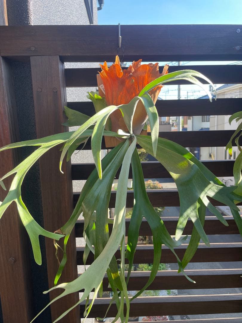 ビカクシダ／P.Pegasus・大型株