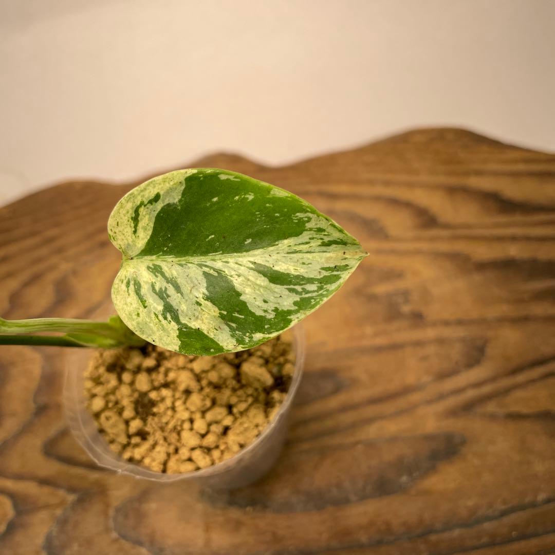 N*a様 L041品種保証！斑入り保証！モンステラ バルバソー フシギダネ