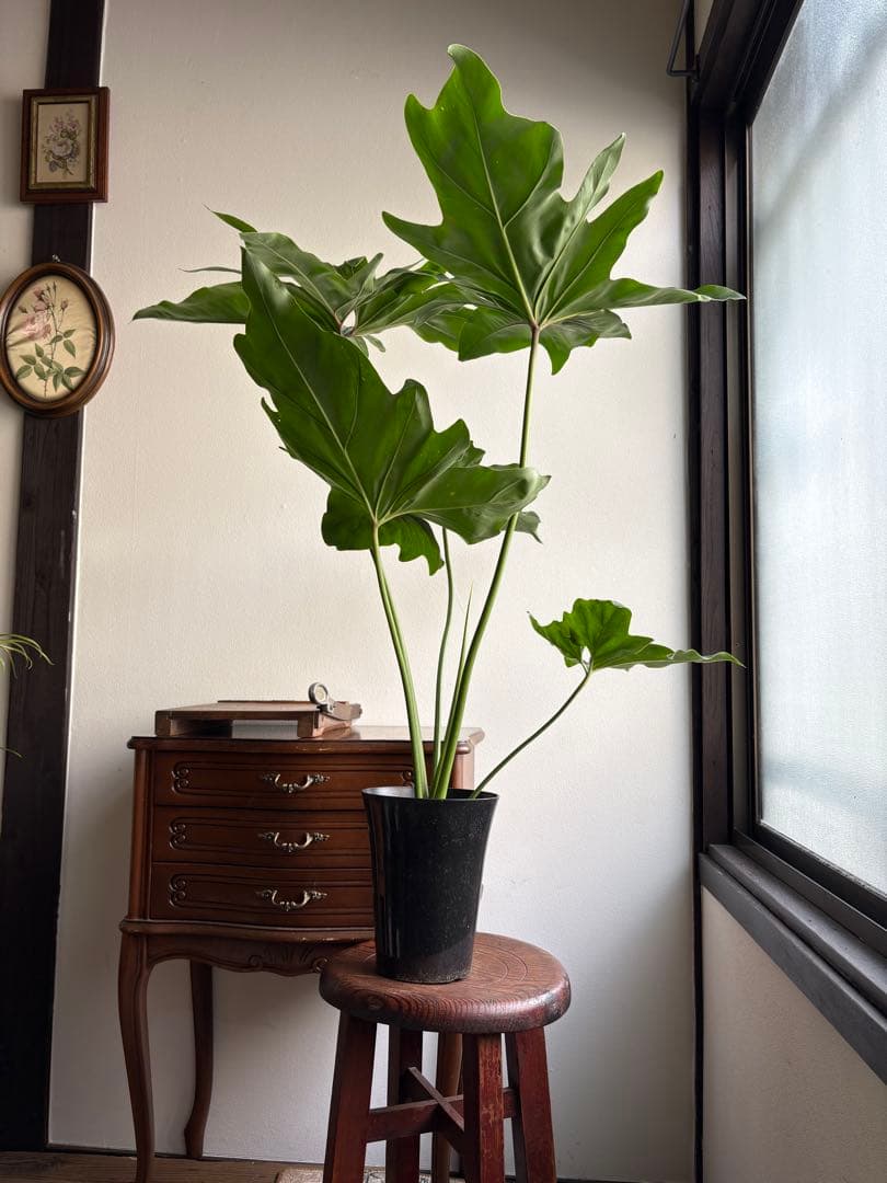 フィロデンドロン ソノラ 5号鉢