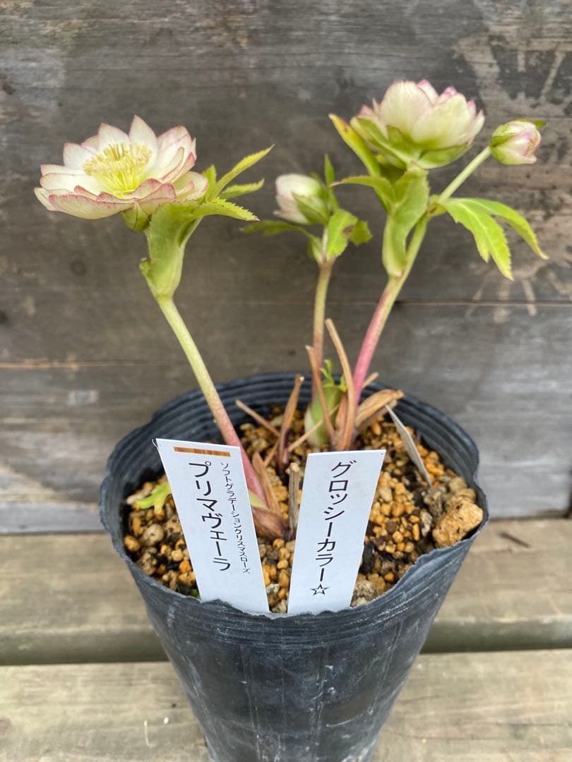 ア*※様 プリマヴェーラ×グロッシー　加藤農園