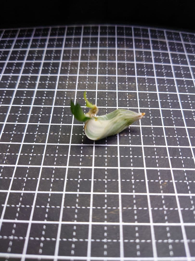 【白蛇伝】葉挿し　2個発芽済み！