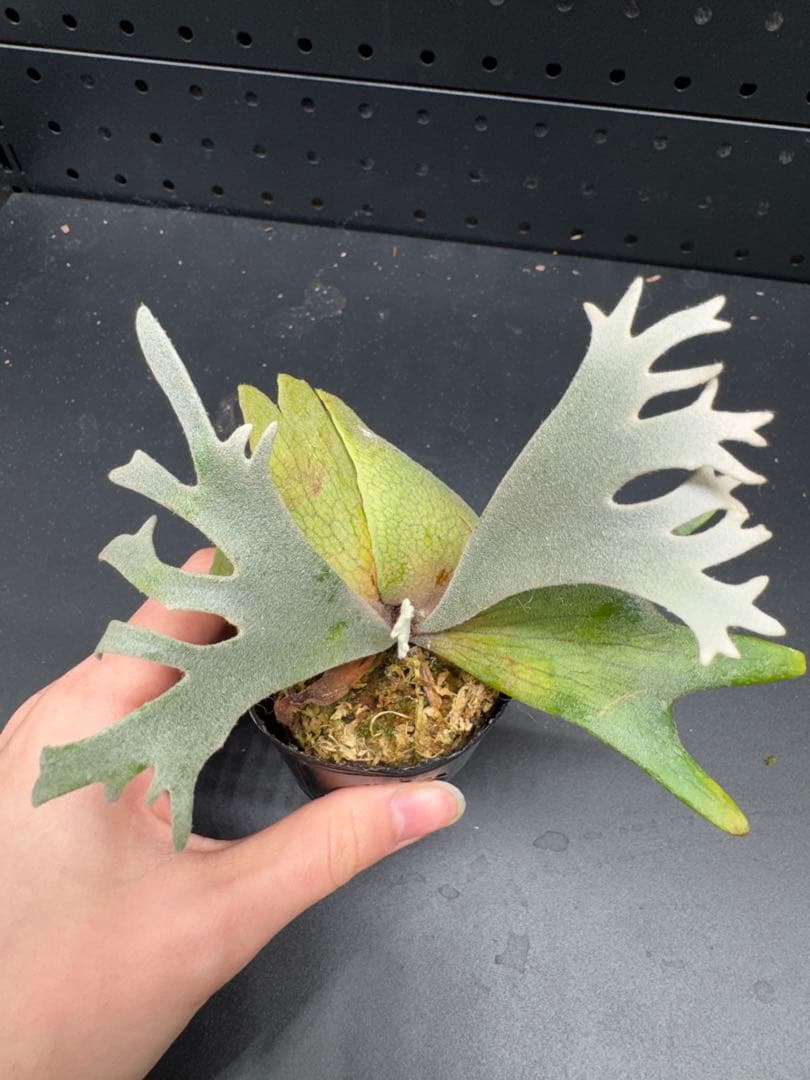 【平凡之鹿】YMDS Totoro HHRナーセリータグ付け #079