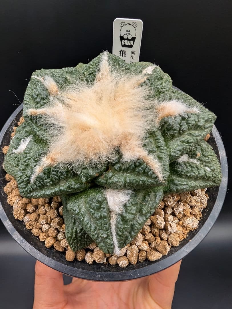 み*ん様 亀甲牡丹 国内実生 鉢植え メルカリ便送料込み