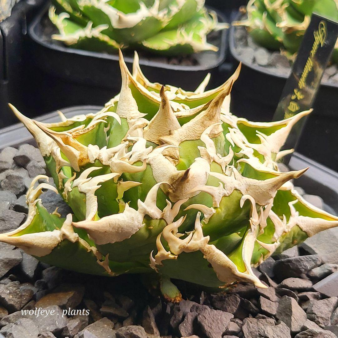 アガベ チタノタ 大白鯊 PUP ホホジロザメ lize産