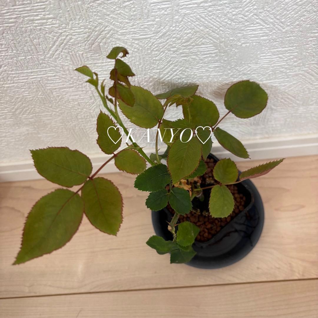 バラ苗　和バラ　ペリアン　正規品