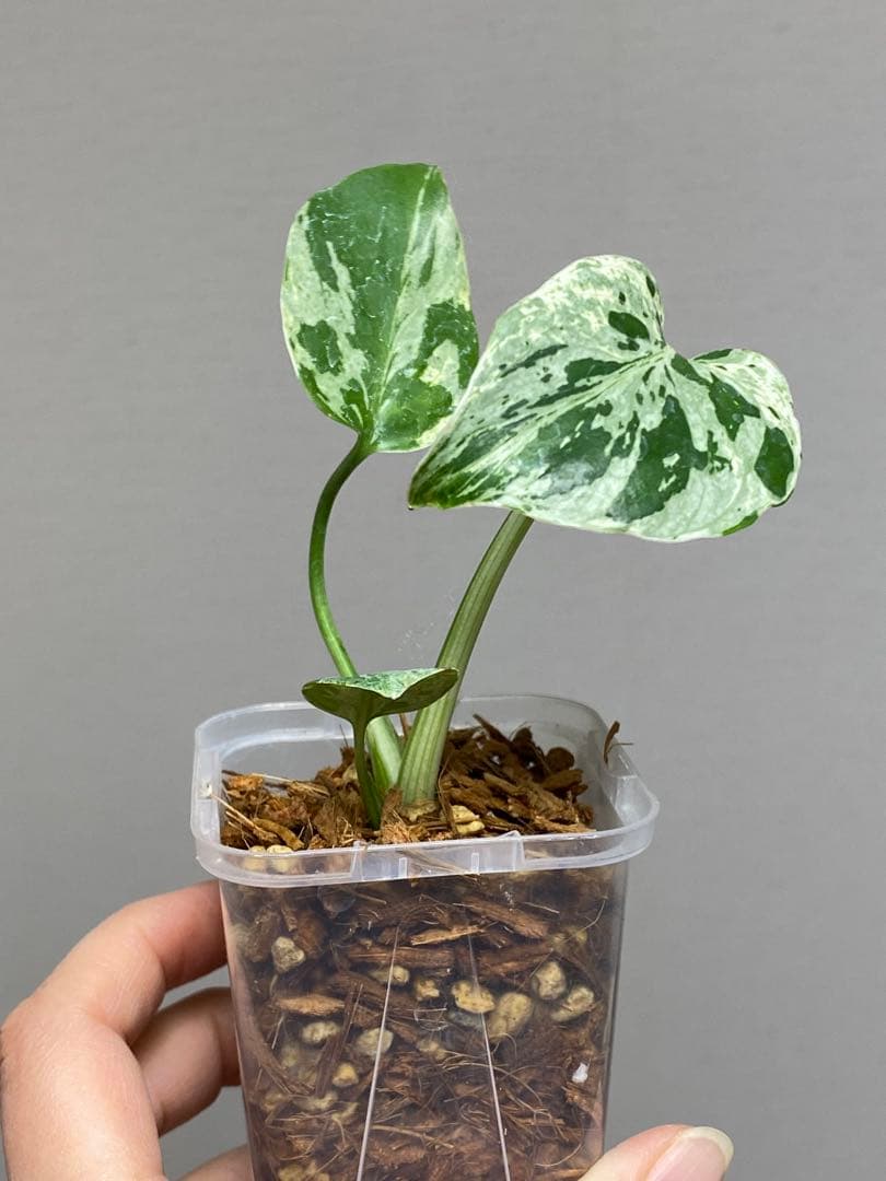 ご*ん様 【全葉斑入り‼️】モンステラ　デリシオーサ　バルバソー　フシギダネ/