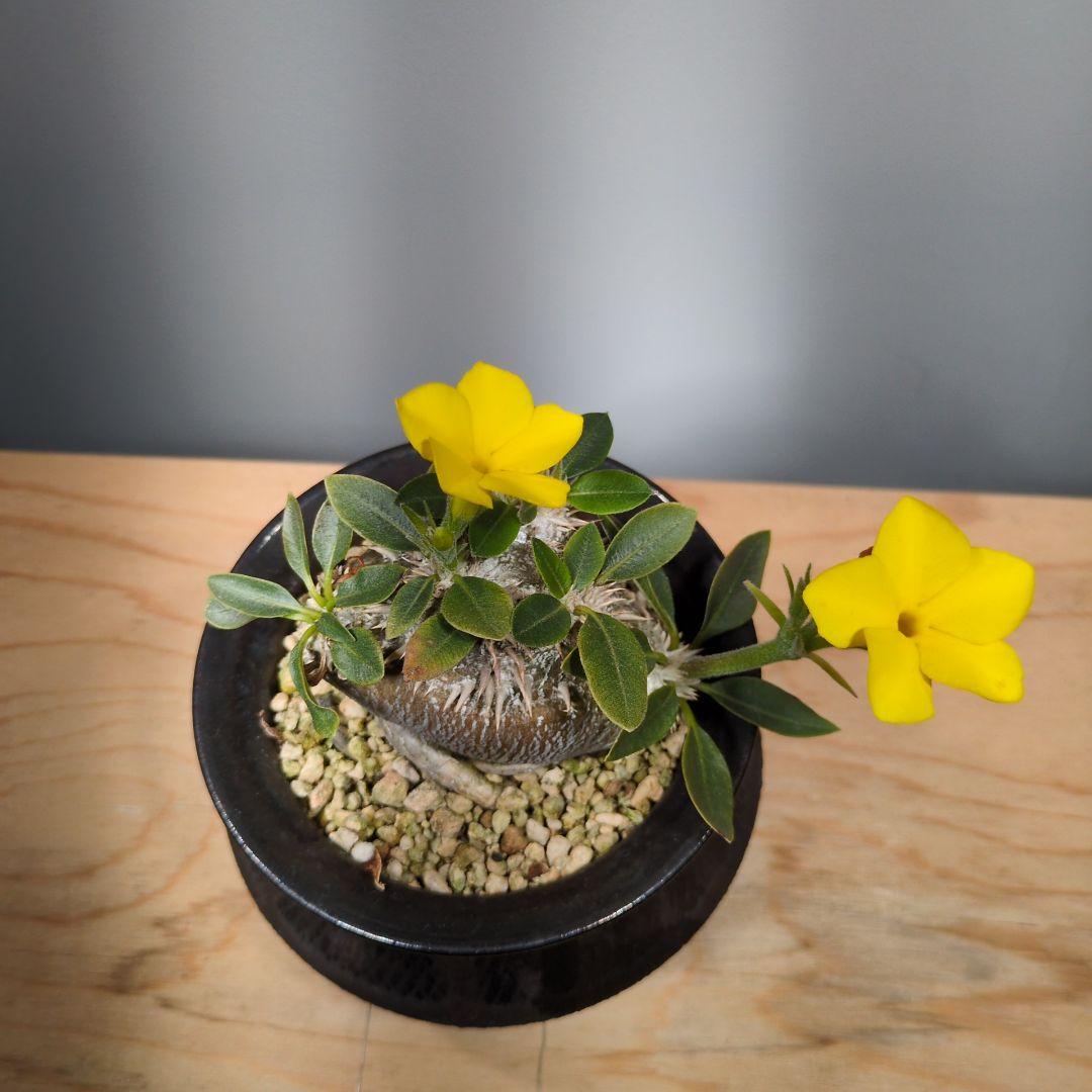 パキポディウム　ブレビカウレ　恵比寿笑い