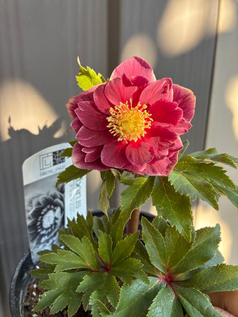 ♡広瀬園芸♡ レッドピンク　白抜け　ソレイユ系