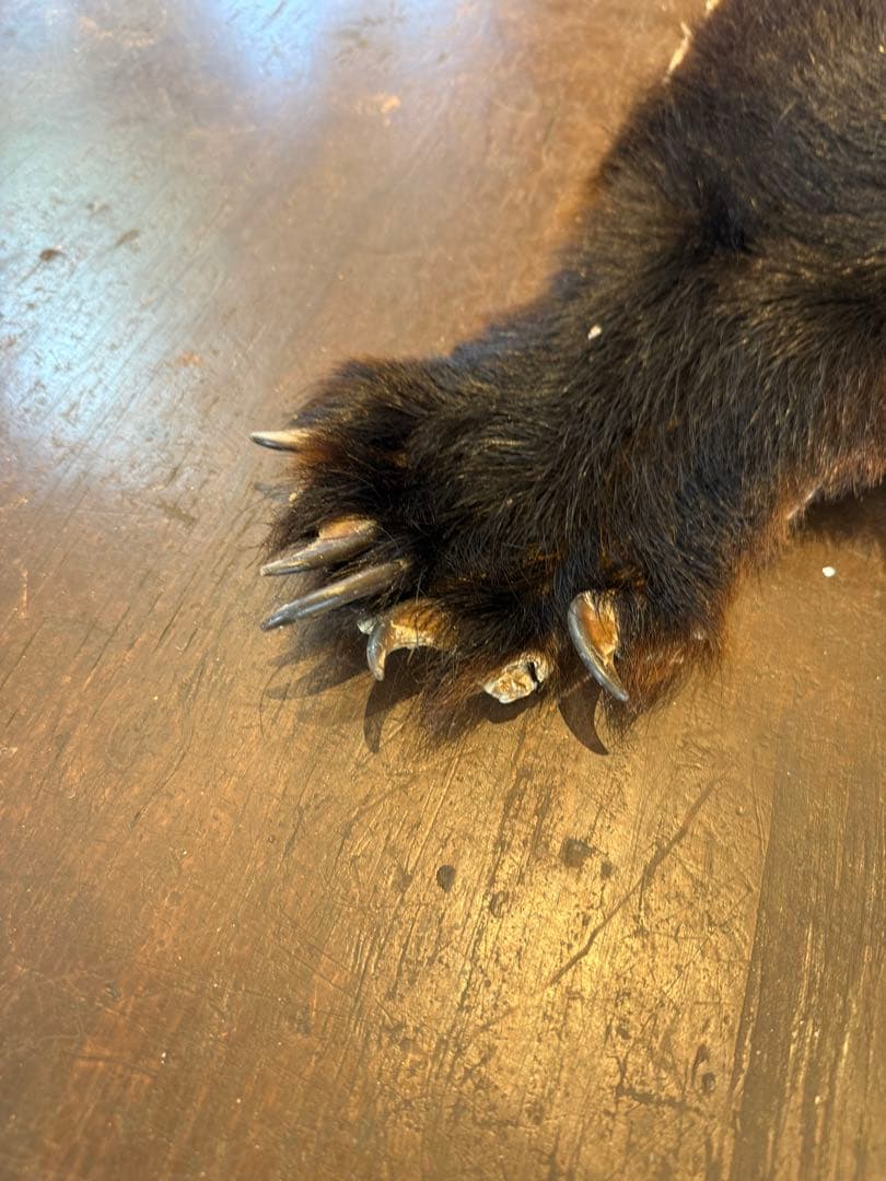 ツキノワグマ　毛皮