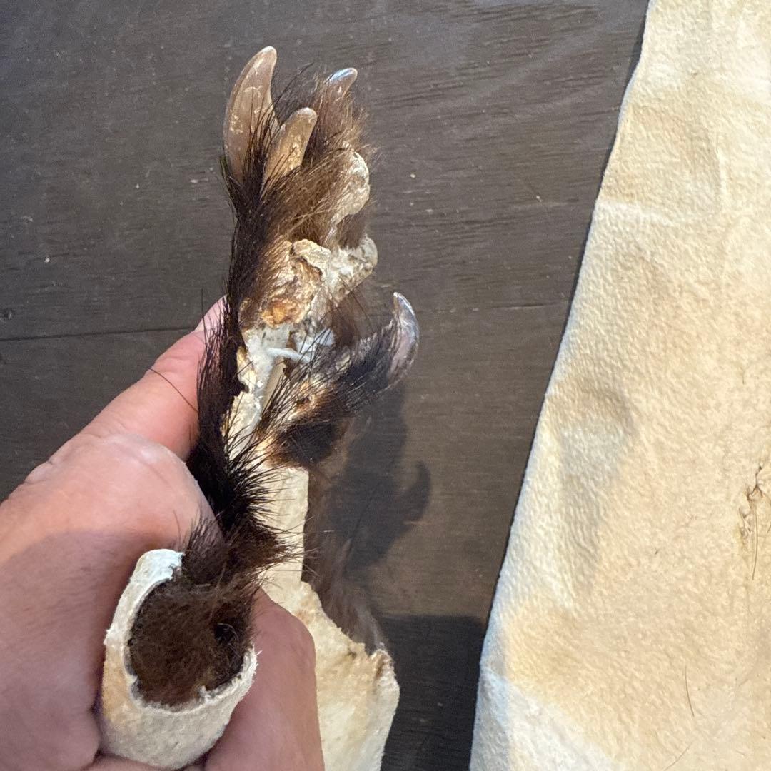 ツキノワグマ　毛皮