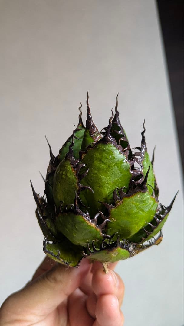 【超コンパクト】アガベ　ホリダ　強棘③検チタノタ　オテロイ　オアハカ　実生　陽炎