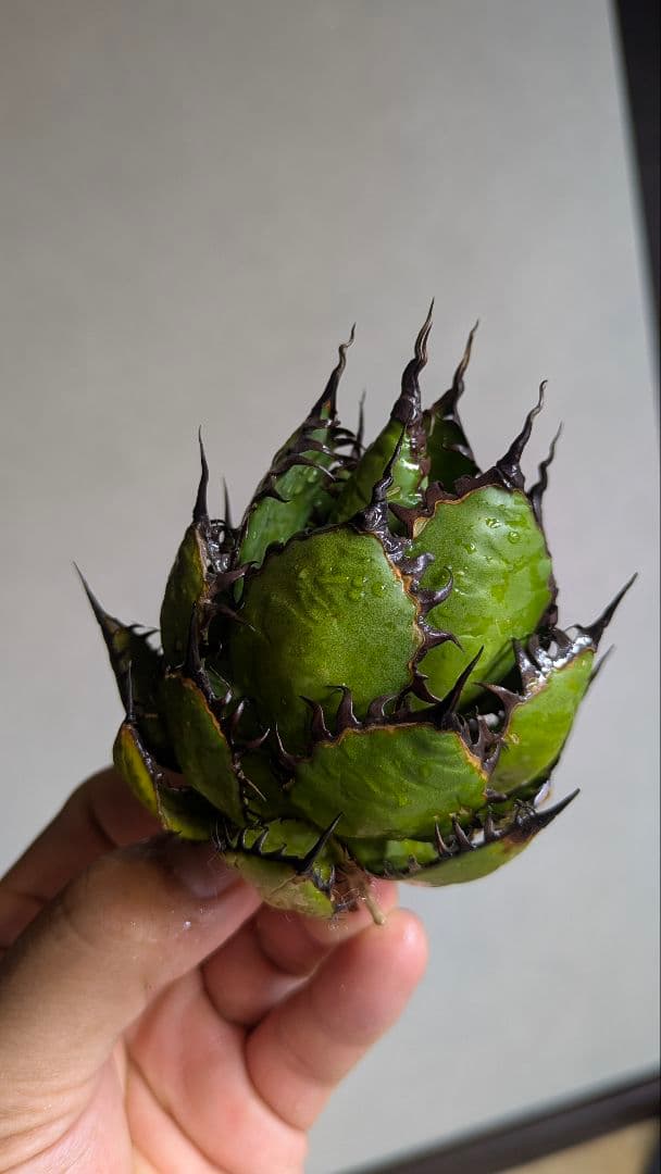 【超コンパクト】アガベ　ホリダ　強棘③検チタノタ　オテロイ　オアハカ　実生　陽炎