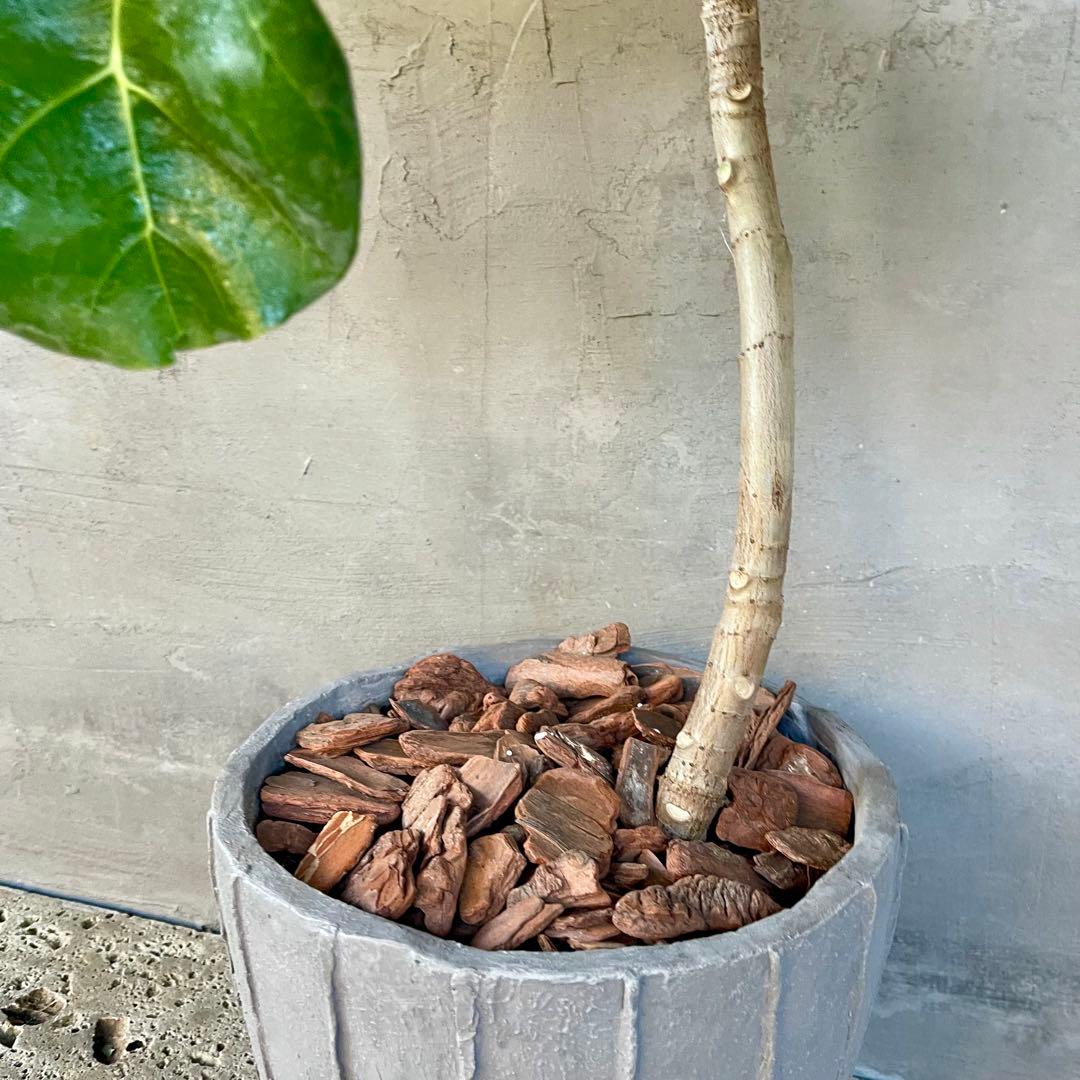 希少　フィカス　アフリカンプリンス　曲がり仕立て　陶器鉢　植え込み発送