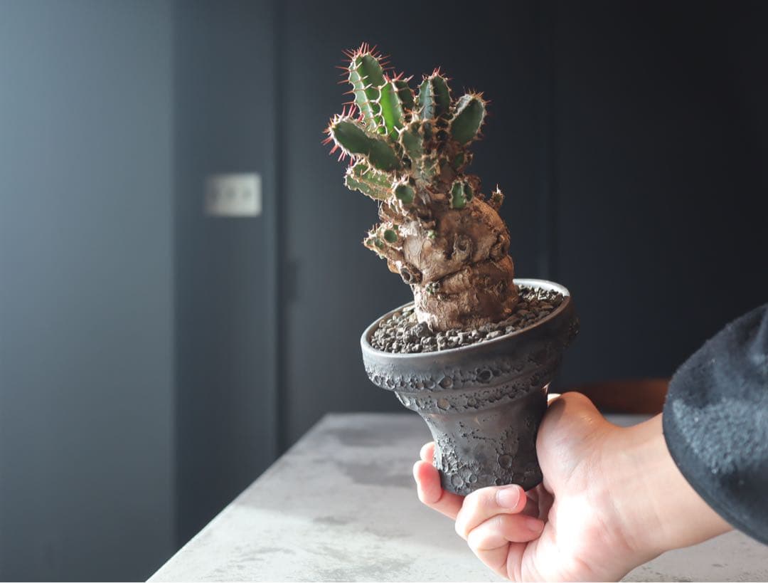 手乗り株　発根済み　ユーフォルビア　ムランジーナ現地株