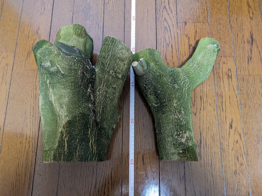 オリーブ　剪定枝　太枝　極太　太木挿し　挿し木　2本