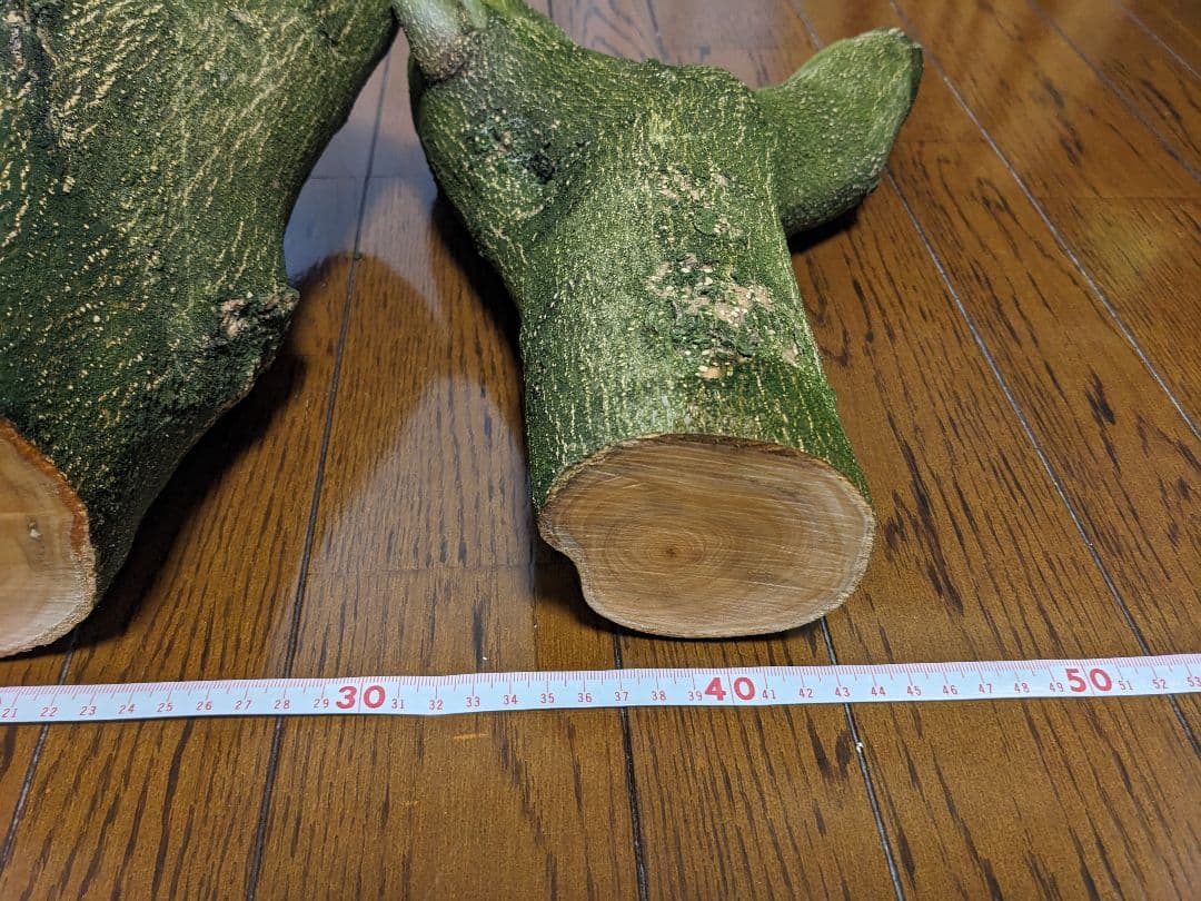 オリーブ　剪定枝　太枝　極太　太木挿し　挿し木　2本