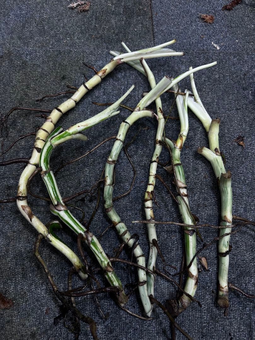 し*★様 斑入りモンステラホワイトタイガー大茎6株おまとめ